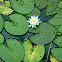 Floating Pond Weeds Control Tri County Aquatics Inc