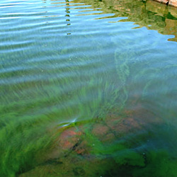Chara Algae - Lake Restoration